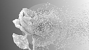 Digital flower white rose disintegrates to 3d pixels