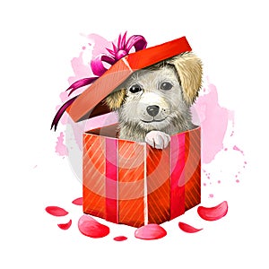 Digital illustration of cute puppy in gift box. Beautiful present in red wrapping paper and purple ribbon with bow, rose petals.