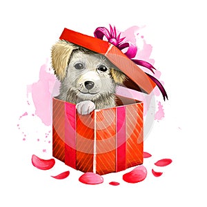 Digital illustration of cute puppy in gift box. Beautiful present in red wrapping paper and purple ribbon with bow, rose petals.