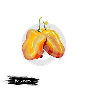 Digital illustration of Habanero, Capsicum chinense pepper isolated on white background. Organic healthy food. Yellow vegetable. photo