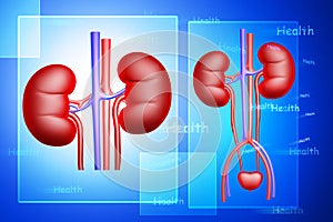 Digital illustration of kidney