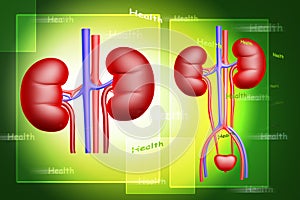 Digital illustration of kidney