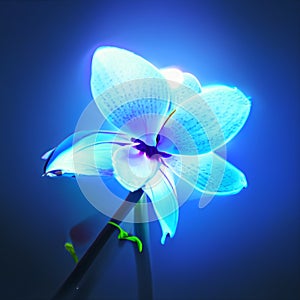 Digital illustration of Orchid flower in colour backgrounf AI generated photo
