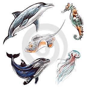 Digital illustration set imitating colored pencils realistic drawing. Sea and ocean creatures: dolphin, killer whale, jellyfish,