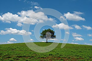 Digital image of  tree sits on top of a green field under blue sky and clouds