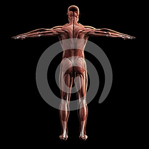 Digital model of muscular system, 3d rendering photo