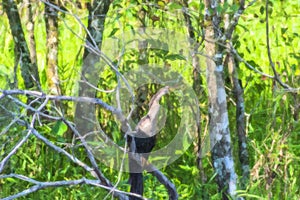 Digital Oil Painting Of AnAnhinga Bird In he Trees In Southwest Florida