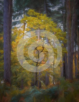 Digital painting of golden autumnal fall tree and leaf colours at Birches Valley, Cannock Chase in Staffordshire