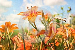 Digital painting of orange daylilies