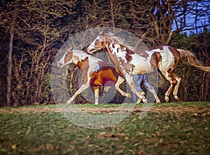 Digital painting of paint horses photo