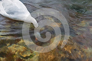 Digital painting of a single isolated white Swan on the River Lathkill, Peak District, Derbyshire