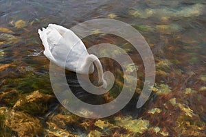 Digital painting of a single isolated white Swan on the River Lathkill, Peak District, Derbyshire