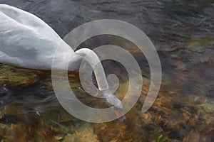 Digital painting of a single isolated white Swan on the River Lathkill, Peak District, Derbyshire