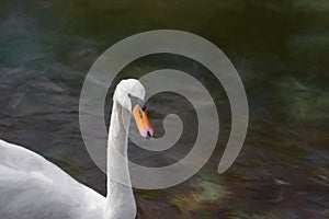 Digital painting of a single isolated white Swan on the River Lathkill, Peak District, Derbyshire