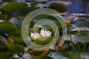 Digital painting of a white waterlily and green lily pads on a pond