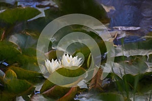 Digital painting of a white waterlily and green lily pads on a pond