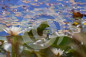 Digital painting of a white waterlily and green lily pads on a pond