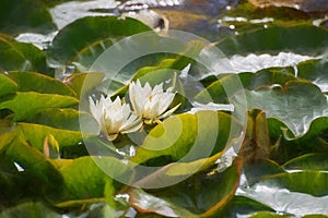 Digital painting of a white waterlily and green lily pads on a pond