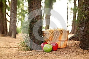 Digital Photography Background Of Fall Basket In Forrest