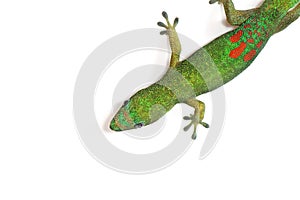 Digital Photography Background Of Green Hawaii Gecko Isolated On White