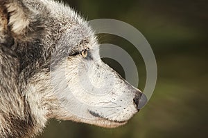 Digital Photography Background Of Grey Wolf Profile