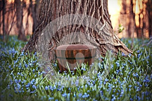 Digital Photography Background Of Rustic Bucket In Forest