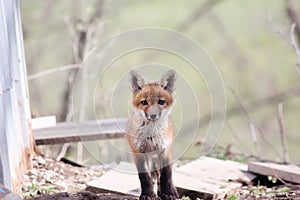 Digital Photography Background Of Wild Red Fox Pup