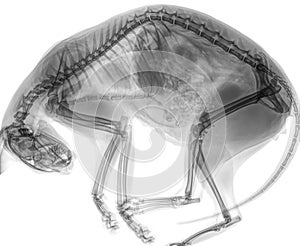 Digital X-ray of a cat in side view with curved back