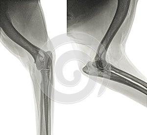 Digital X-ray of the normal elbow of a dog