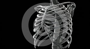 A digital rendering of a human ribcage, showcasing the ribs, sternum, and part of the photo