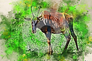 Digital splash watercolor painting of topi antelope