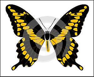 Digital vector art of Giant Swallowtail Butterfly