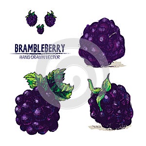 Digital vector detailed brambleberry