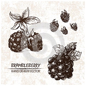 Digital vector detailed brambleberry hand drawn