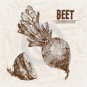 Digital vector detailed line art beet