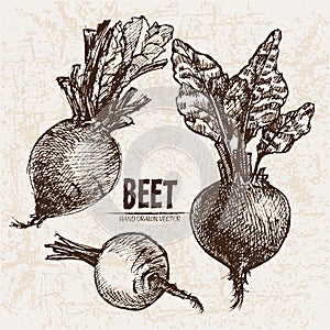 Digital vector detailed line art beet