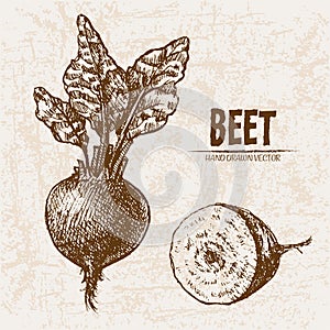 Digital vector detailed line art beet