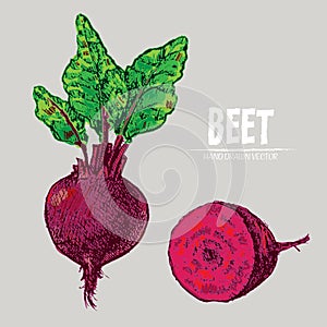 Digital vector detailed line art color beet