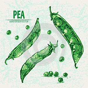 Digital vector detailed line art color pea