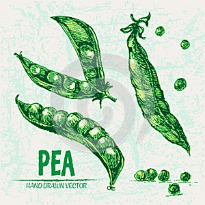 Digital vector detailed line art color pea