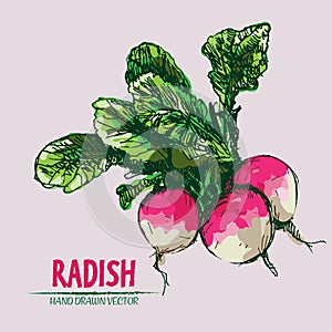 Digital vector detailed line art radish