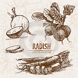 Digital vector detailed line art radish vegetable