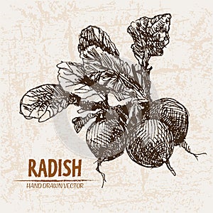 Digital vector detailed line art radish vegetable