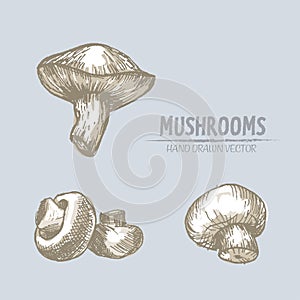 Digital vector detailed mushrooms hand drawn