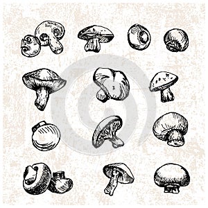 Digital vector detailed mushrooms hand drawn