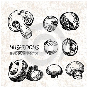Digital vector detailed mushrooms hand drawn