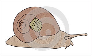 Digital vector snail with a small leaf