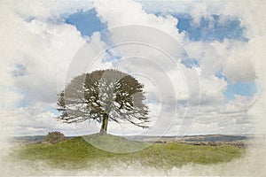 Digital watercolor painting of a lone tree on Grindon Moor, Staffordshire