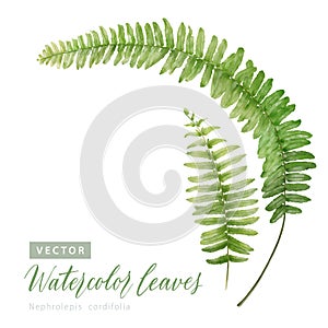 Digital watercolor painting Nephrolepis cordifolia Fishbone fern Leaves