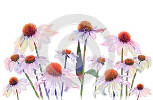 Digital Watercolor Painting of Pink Daisy Flowers on White Background